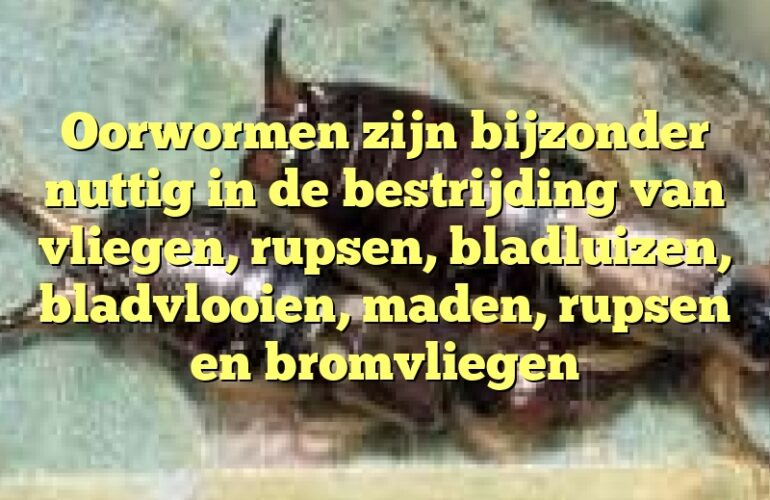 Oorwormen zijn bijzonder nuttig in de bestrijding van vliegen, rupsen, bladluizen, bladvlooien, maden, rupsen en bromvliegen