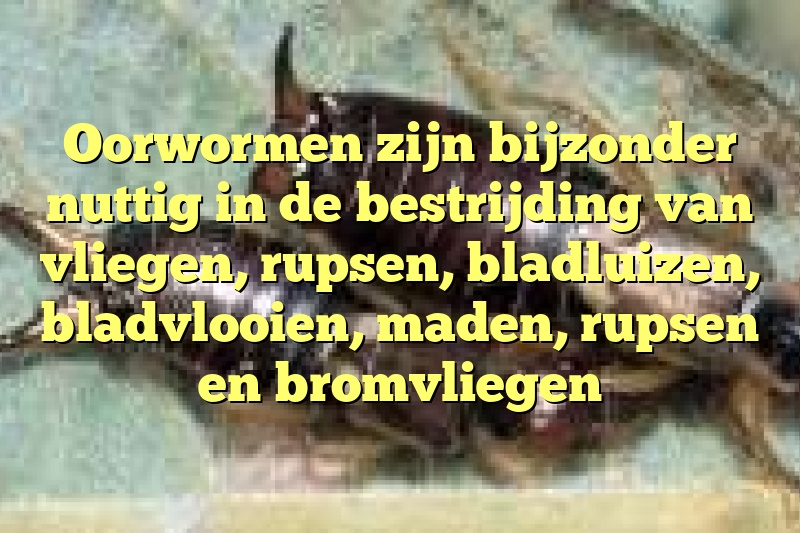 Oorwormen zijn bijzonder nuttig in de bestrijding van vliegen, rupsen, bladluizen, bladvlooien, maden, rupsen en bromvliegen