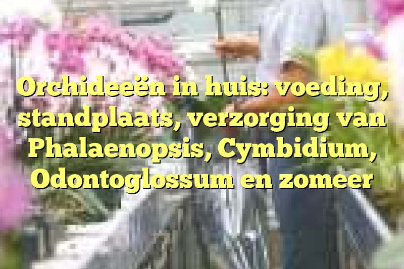 Orchideeën in huis: voeding, standplaats, verzorging van Phalaenopsis, Cymbidium, Odontoglossum en zomeer