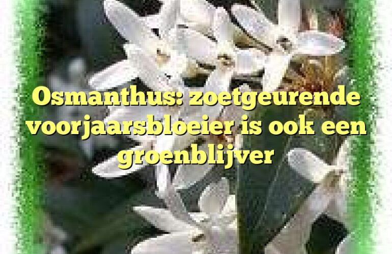 Osmanthus: zoetgeurende voorjaarsbloeier is ook een groenblijver