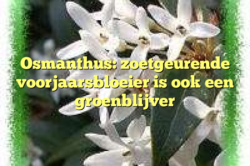 Osmanthus: zoetgeurende voorjaarsbloeier is ook een groenblijver