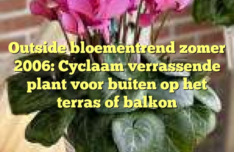 Outside bloementrend zomer 2006: Cyclaam verrassende plant voor buiten op het terras of balkon