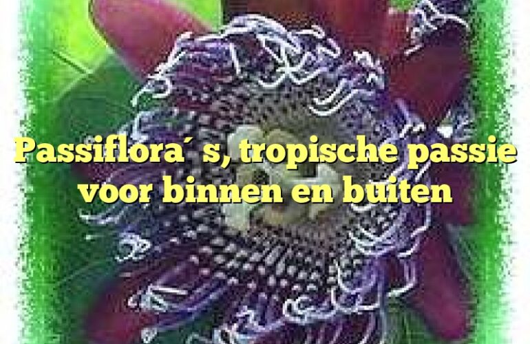 Passiflora´s, tropische passie voor binnen en buiten