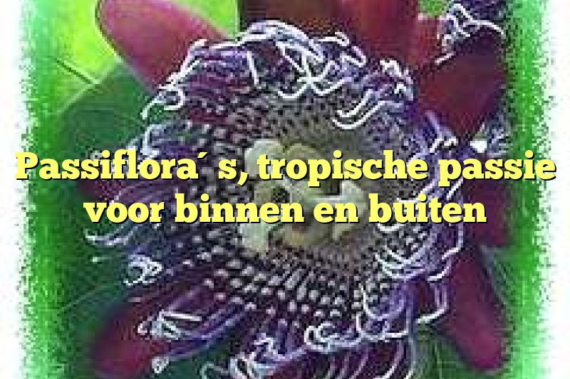 Passiflora´s, tropische passie voor binnen en buiten