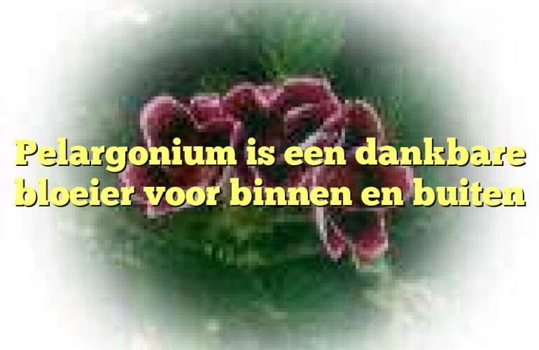 Pelargonium is een dankbare bloeier voor binnen en buiten