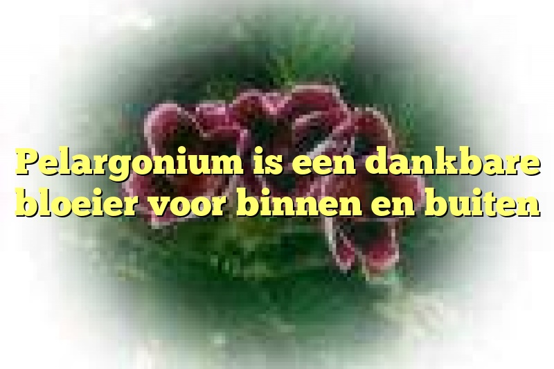 Pelargonium is een dankbare bloeier voor binnen en buiten