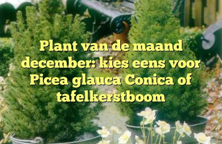 Plant van de maand december: kies eens voor Picea glauca Conica of tafelkerstboom