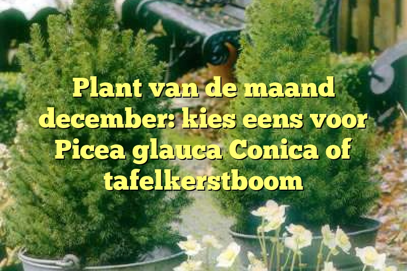 Plant van de maand december: kies eens voor Picea glauca Conica of tafelkerstboom