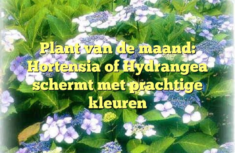 Plant van de maand: Hortensia of Hydrangea schermt met prachtige kleuren