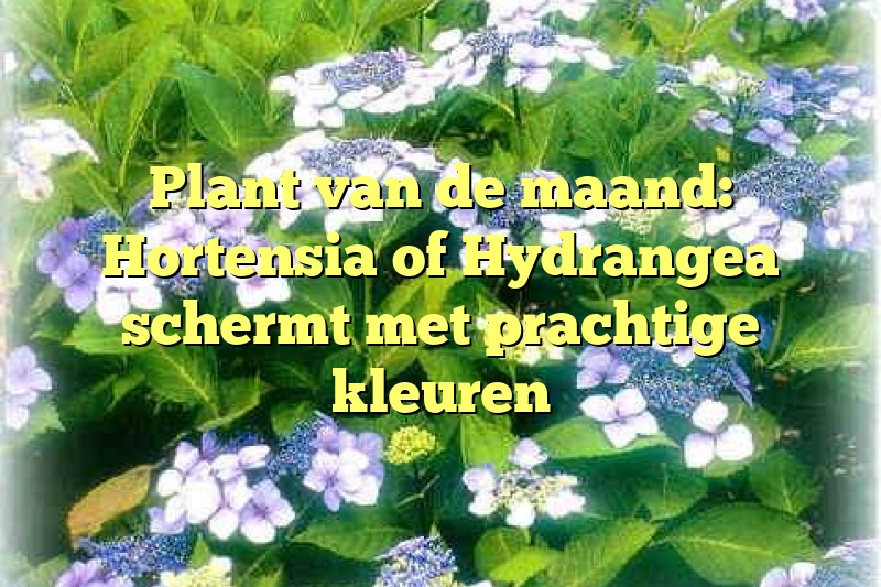 Plant van de maand: Hortensia of Hydrangea schermt met prachtige kleuren