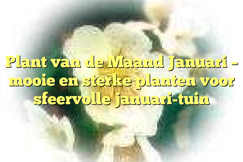 Plant van de Maand Januari – mooie en sterke planten voor sfeervolle januari-tuin