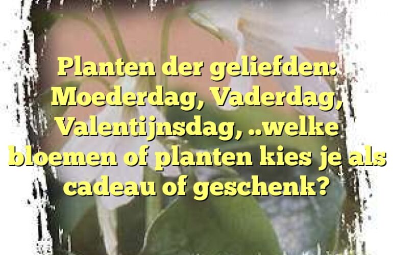 Planten der geliefden: Moederdag, Vaderdag, Valentijnsdag, ..welke bloemen of planten kies je als cadeau of geschenk?