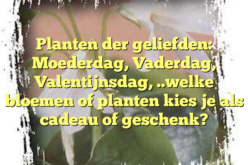 Planten der geliefden: Moederdag, Vaderdag, Valentijnsdag, ..welke bloemen of planten kies je als cadeau of geschenk?