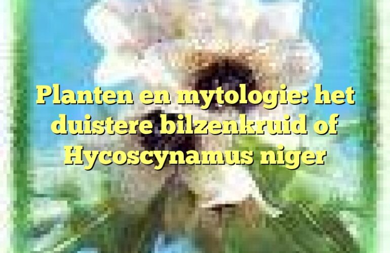 Planten en mytologie: het duistere bilzenkruid of Hycoscynamus niger