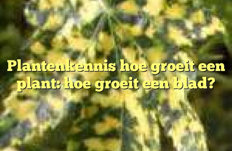 Plantenkennis hoe groeit een plant: hoe groeit een blad?