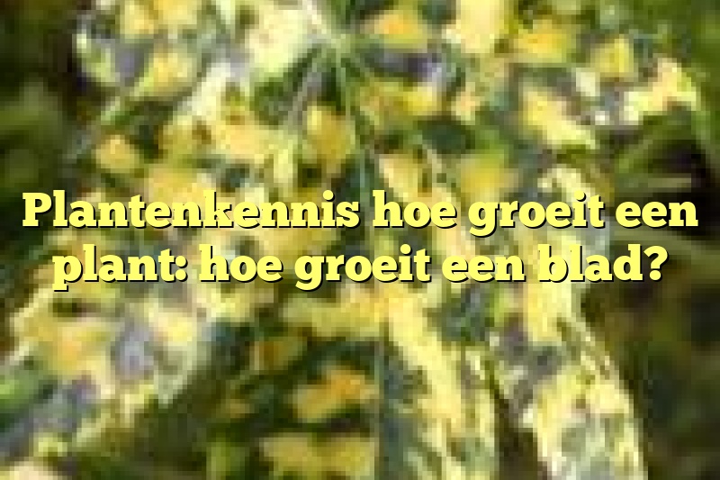 Plantenkennis hoe groeit een plant: hoe groeit een blad?