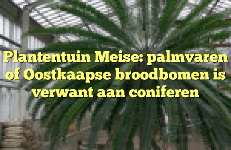 Plantentuin Meise: palmvaren of Oostkaapse broodbomen is verwant aan coniferen