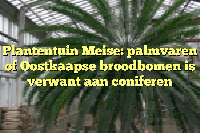 Plantentuin Meise: palmvaren of Oostkaapse broodbomen is verwant aan coniferen