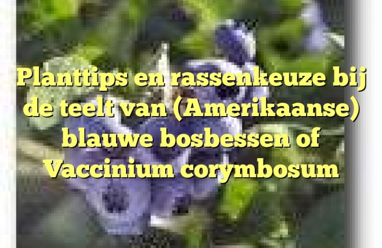 Planttips en rassenkeuze bij de teelt van (Amerikaanse) blauwe bosbessen of Vaccinium corymbosum