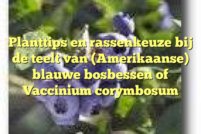 Planttips en rassenkeuze bij de teelt van (Amerikaanse) blauwe bosbessen of Vaccinium corymbosum