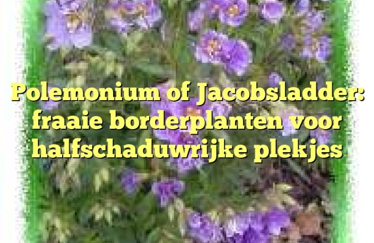 Polemonium of Jacobsladder: fraaie borderplanten voor halfschaduwrijke plekjes