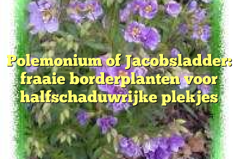 Polemonium of Jacobsladder: fraaie borderplanten voor halfschaduwrijke plekjes