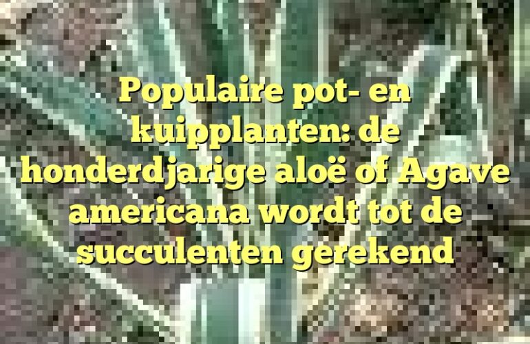 Populaire pot- en kuipplanten: de honderdjarige aloë of Agave americana wordt tot de succulenten gerekend