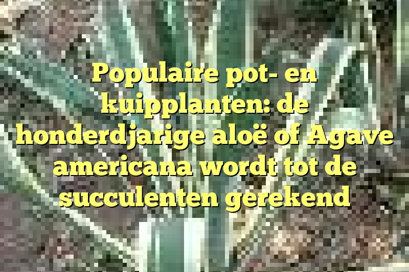 Populaire pot- en kuipplanten: de honderdjarige aloë of Agave americana wordt tot de succulenten gerekend