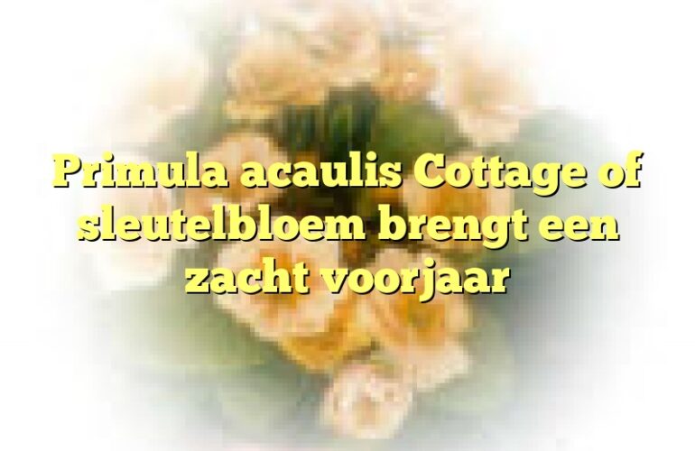 Primula acaulis Cottage of sleutelbloem brengt een zacht voorjaar