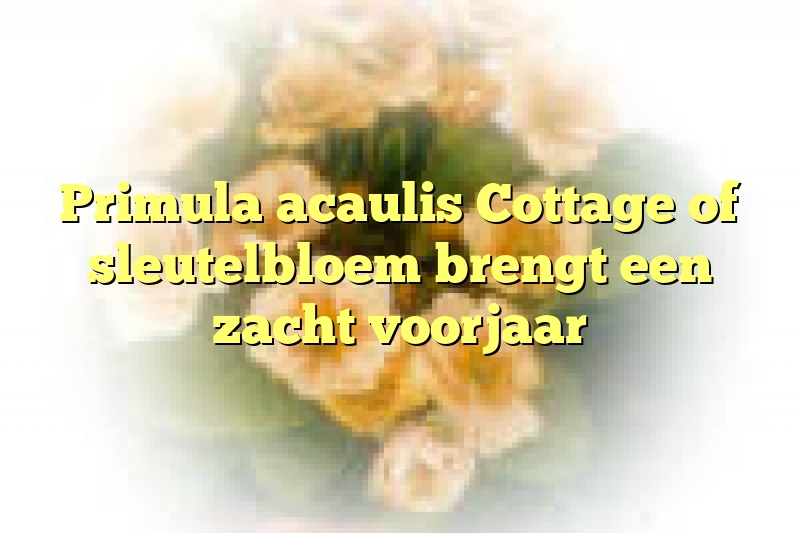 Primula acaulis Cottage of sleutelbloem brengt een zacht voorjaar