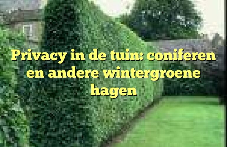 Privacy in de tuin: coniferen en andere wintergroene hagen