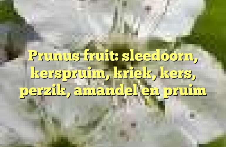 Prunus fruit: sleedoorn, kerspruim, kriek, kers, perzik, amandel en pruim