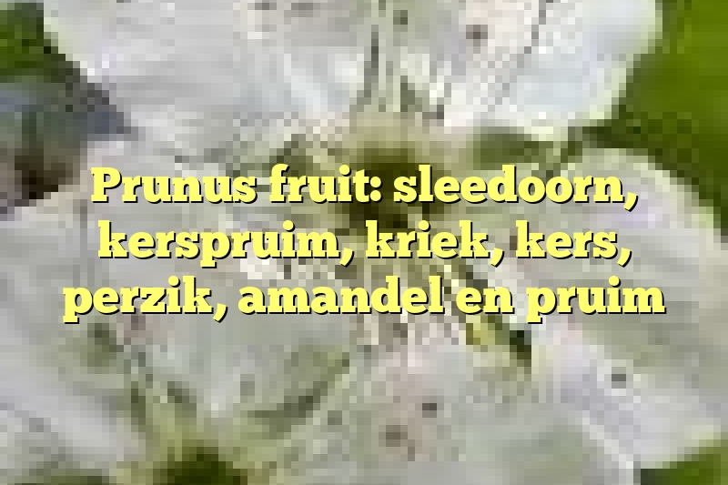 Prunus fruit: sleedoorn, kerspruim, kriek, kers, perzik, amandel en pruim