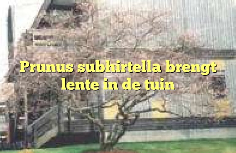 Prunus subhirtella brengt lente in de tuin