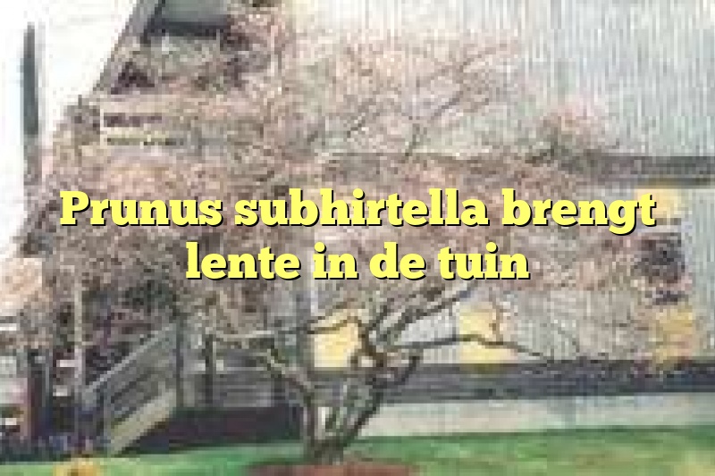 Prunus subhirtella brengt lente in de tuin