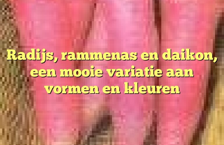 Radijs, rammenas en daikon, een mooie variatie aan vormen en kleuren