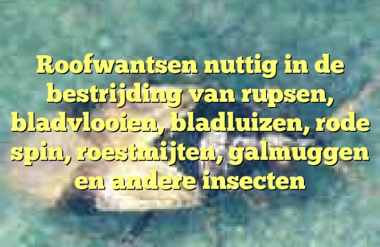 Roofwantsen nuttig in de bestrijding van rupsen, bladvlooien, bladluizen, rode spin, roestmijten, galmuggen en andere insecten