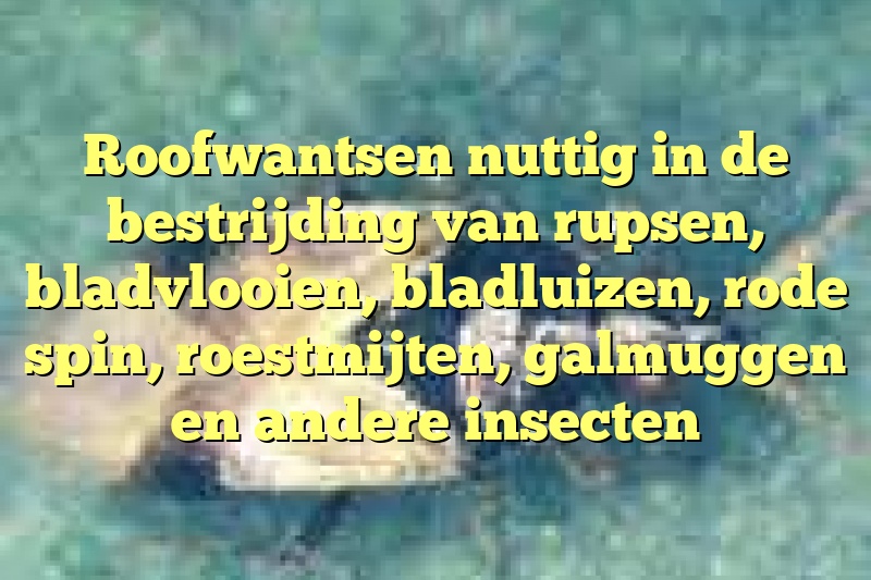 Roofwantsen nuttig in de bestrijding van rupsen, bladvlooien, bladluizen, rode spin, roestmijten, galmuggen en andere insecten