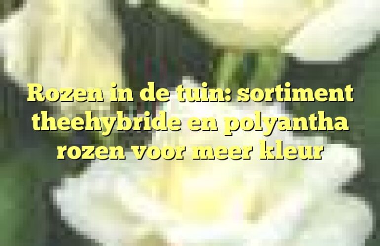 Rozen in de tuin: sortiment theehybride en polyantha rozen voor meer kleur