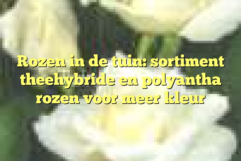 Rozen in de tuin: sortiment theehybride en polyantha rozen voor meer kleur