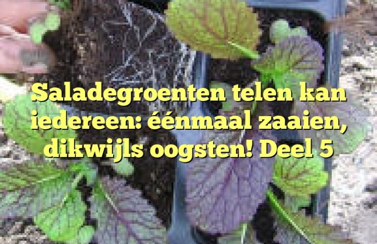 Saladegroenten telen kan iedereen: éénmaal zaaien, dikwijls oogsten! Deel 5