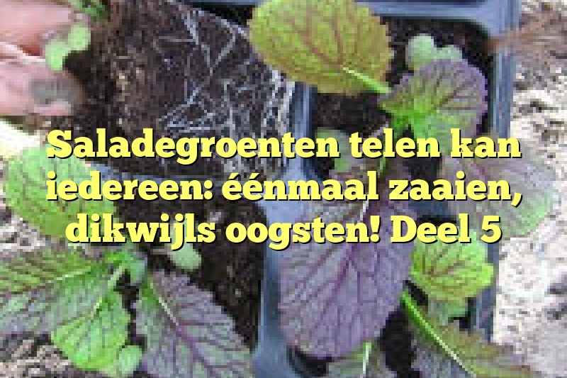 Saladegroenten telen kan iedereen: éénmaal zaaien, dikwijls oogsten! Deel 5