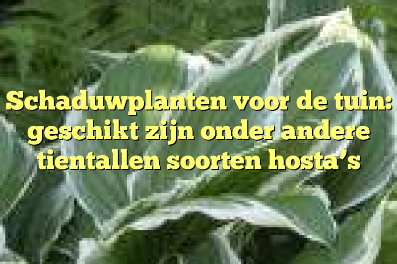 Schaduwplanten voor de tuin: geschikt zijn onder andere tientallen soorten hosta’s