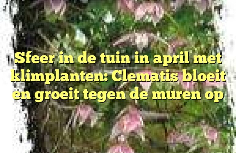 Sfeer in de tuin in april met klimplanten: Clematis bloeit en groeit tegen de muren op