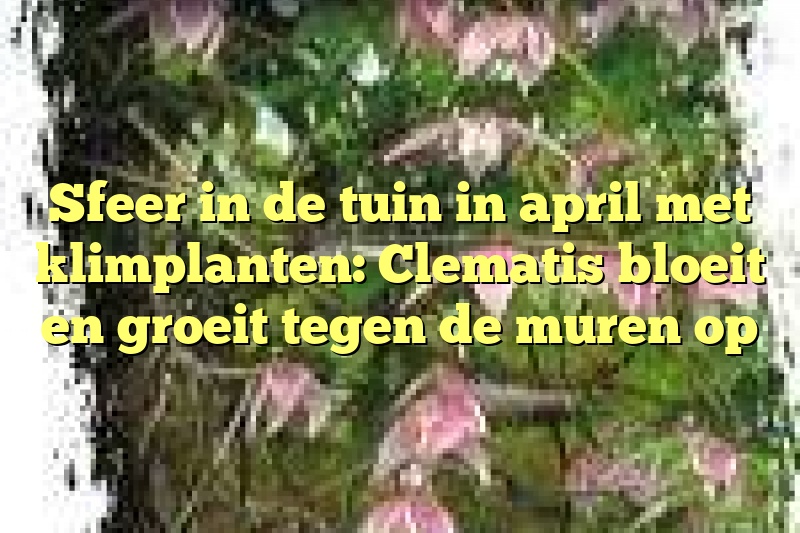 Sfeer in de tuin in april met klimplanten: Clematis bloeit en groeit tegen de muren op