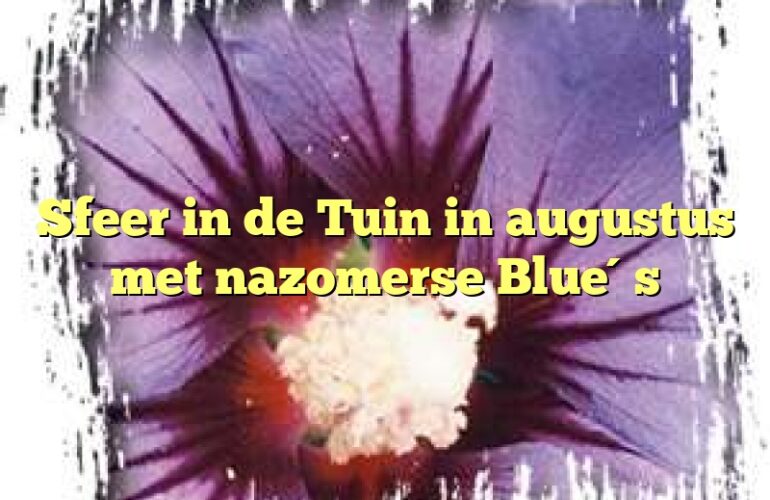 Sfeer in de Tuin in augustus met nazomerse Blue´s