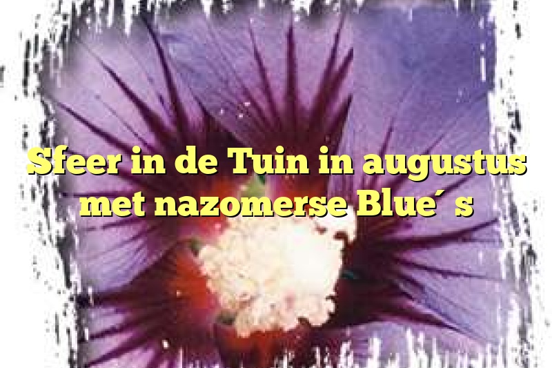 Sfeer in de Tuin in augustus met nazomerse Blue´s