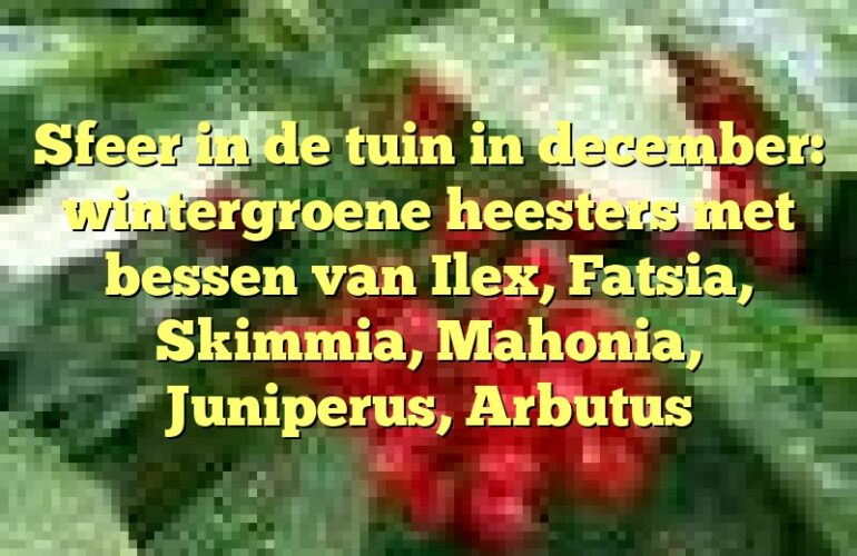 Sfeer in de tuin in december: wintergroene heesters met bessen van Ilex, Fatsia, Skimmia, Mahonia, Juniperus, Arbutus