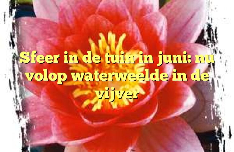 Sfeer in de tuin in juni: nu volop waterweelde in de vijver