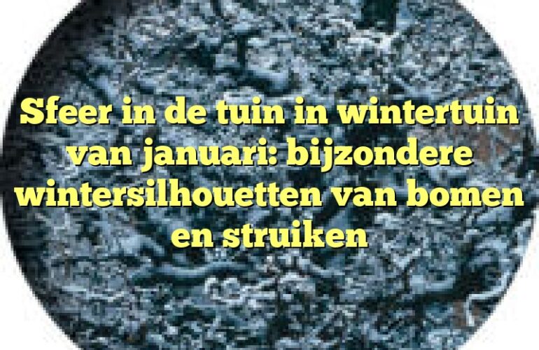 Sfeer in de tuin in wintertuin van januari: bijzondere wintersilhouetten van bomen en struiken